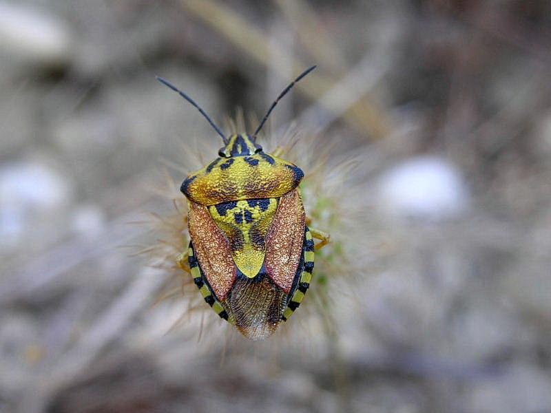 Carpocoris pudicus